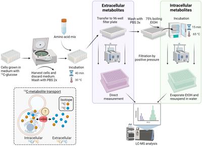 Screening of Saccharomyces cerevisiae metabolite transporters by 13C isotope substrate labeling